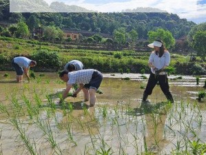 108 种插秧方式，让种植变得轻松简单