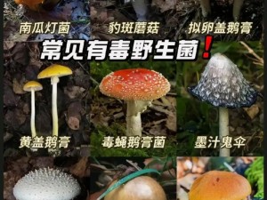 老公吃我小花园中最火的一句——营养丰富的野生菌菇，快来品尝