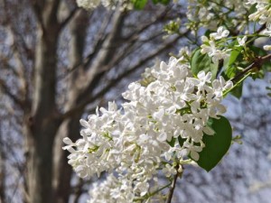 购买正版丁香花，高清在线观看完整无删减版本