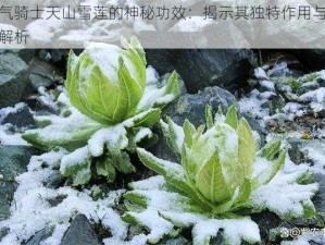 元气骑士天山雪莲的神秘功效：揭示其独特作用与效果解析