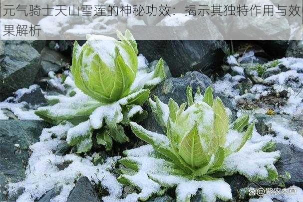 元气骑士天山雪莲的神秘功效：揭示其独特作用与效果解析