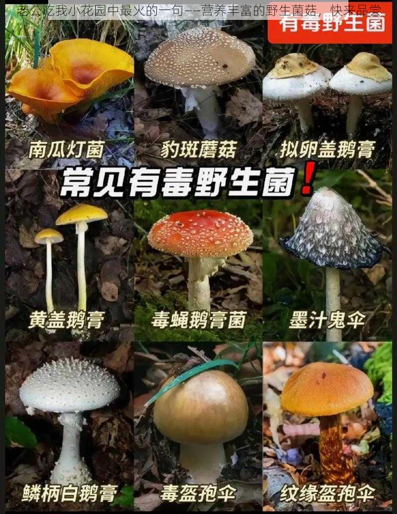 老公吃我小花园中最火的一句——营养丰富的野生菌菇，快来品尝